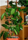 Hoja -